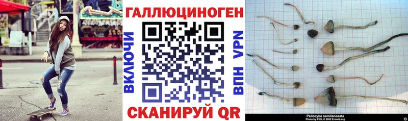 Псилоцибиновые грибы ЛСД Циолковский